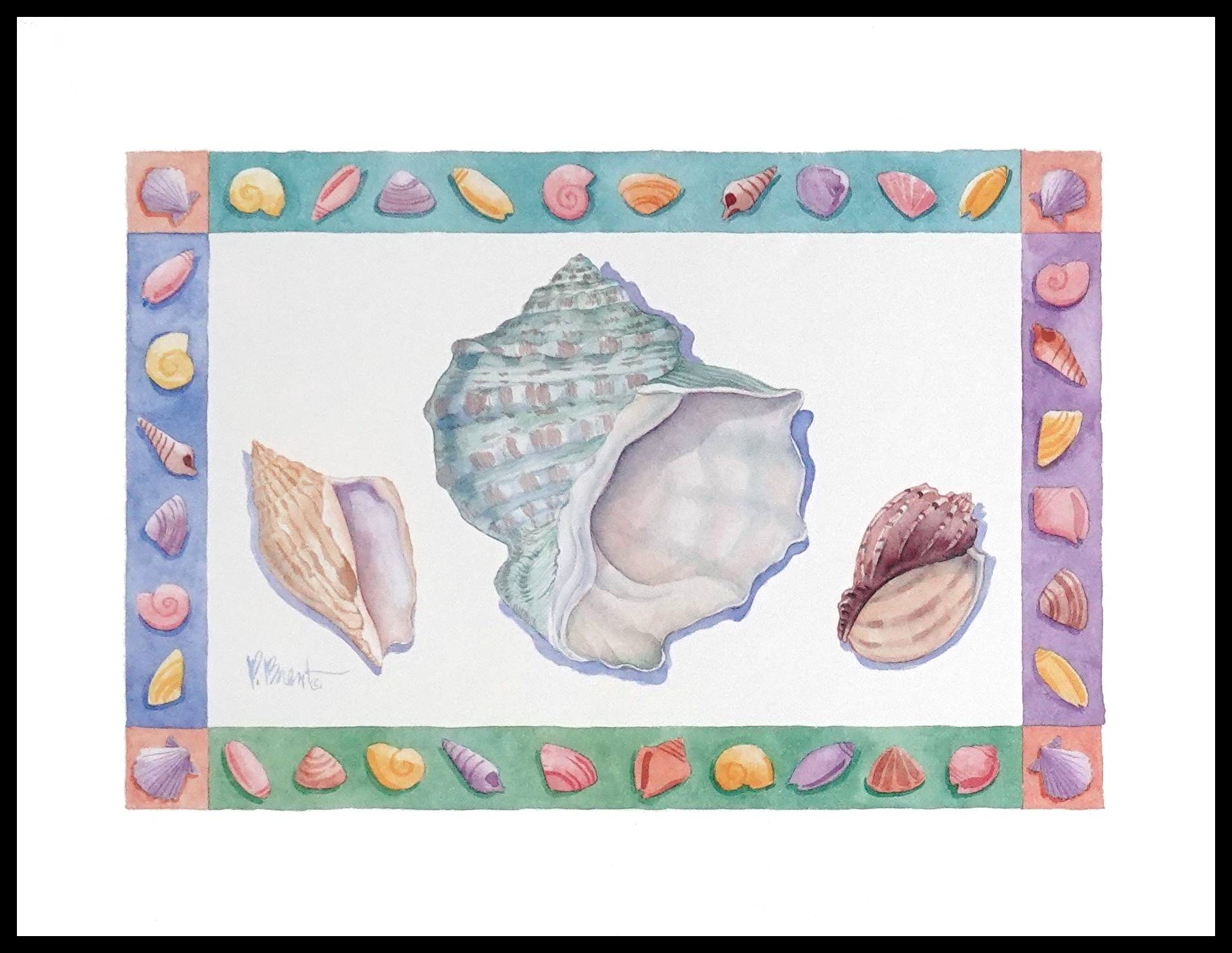 PBD 1339 Turbo, Conch, Shells